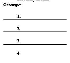 Text Box: Probablity of each  Genotype:
 
1. 
 
2. 
 
3.
 
4
 
 
 
