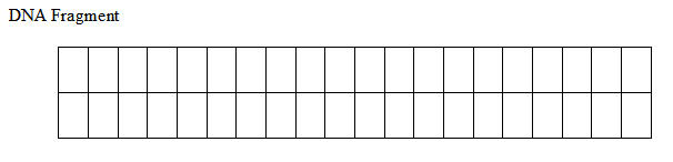 Gel Electrophoresis Worksheet