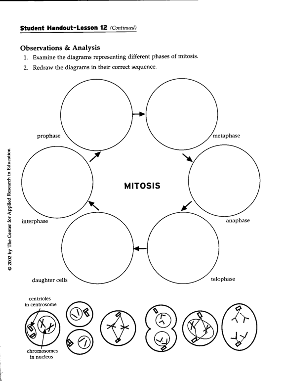 animal cell undergoing mitosis. List the phases of Mitosis. 2.