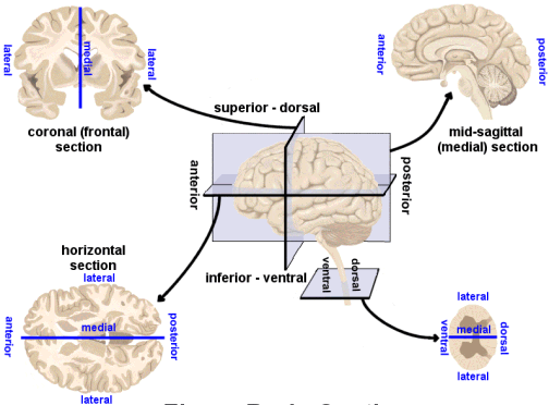 psy-511-scan-fdns/511-2016-08-31.Rmd at master · psu-psychology/psy-511