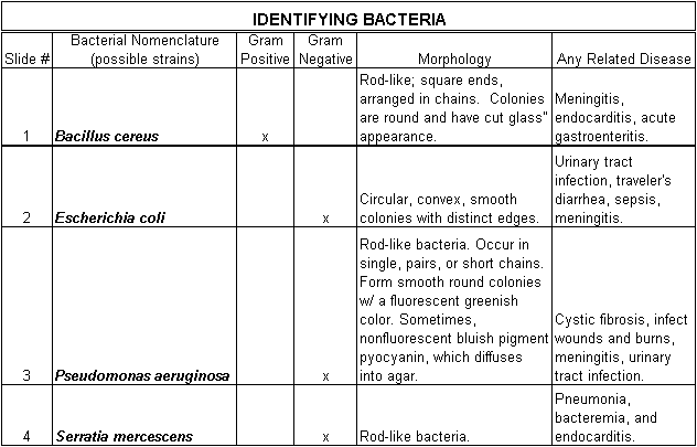 Unknown Bacterial Identification Chart