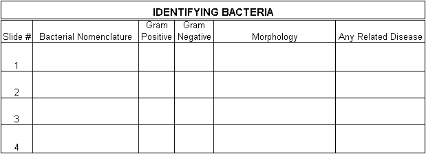 Bacteria Identification Chart